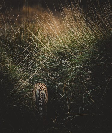 Wildlife
