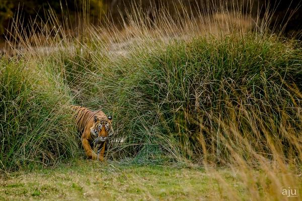 Wildlife