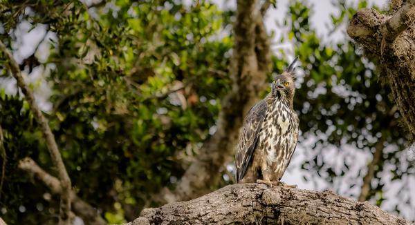 Wildlife