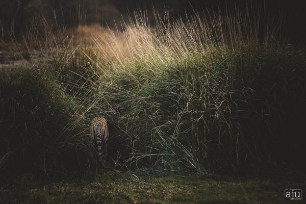 Wildlife