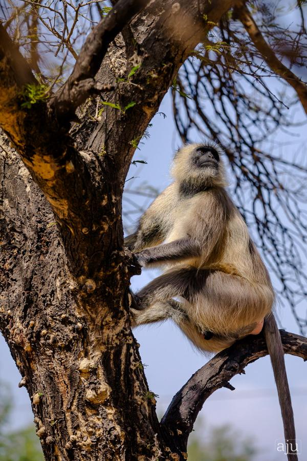 Wildlife
