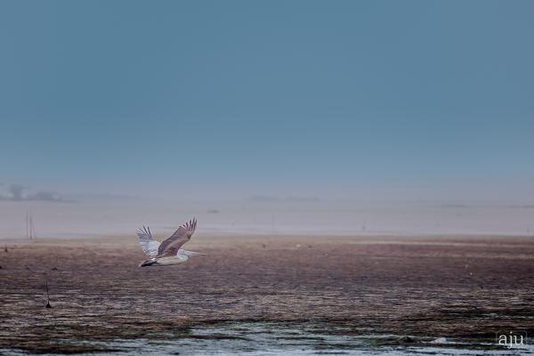 Wildlife