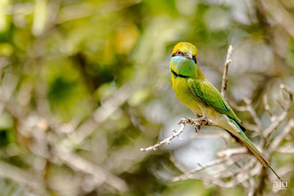 Wildlife