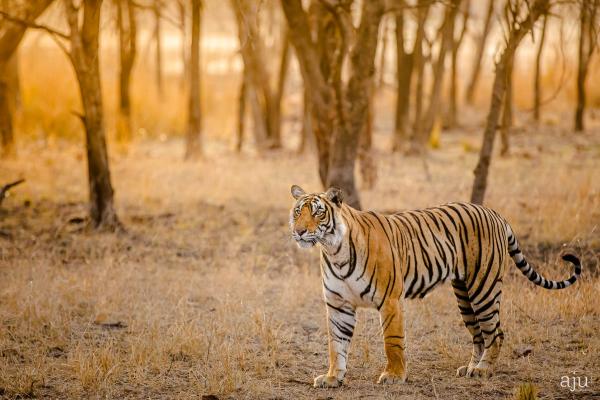 Wildlife