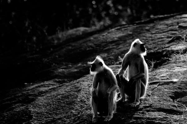 Wildlife