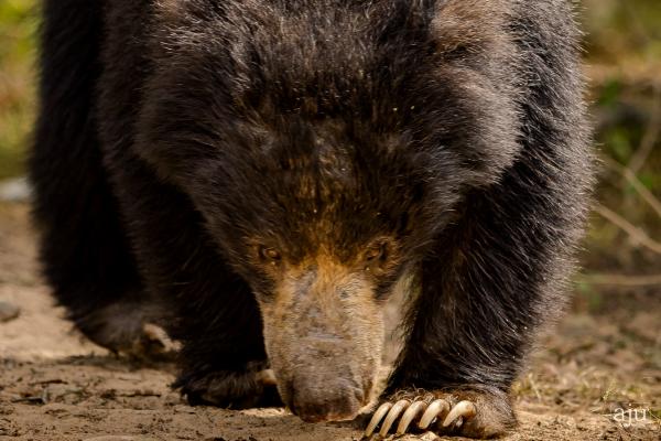 Wildlife