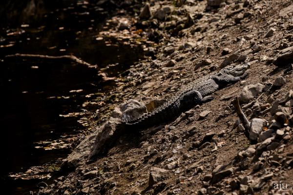Wildlife