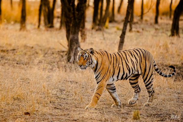 Wildlife